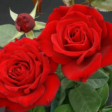 Climbing Red Cascade Rose - Bold Red Climbing Rose Bush for Your Garden