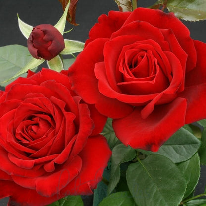 Climbing Red Cascade Rose - Bold Red Climbing Rose Bush for Your Garden