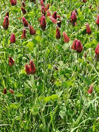 Crimson Clover (Trifolium incarnatum) Carnation, French, or Italian Clover Flower Seeds