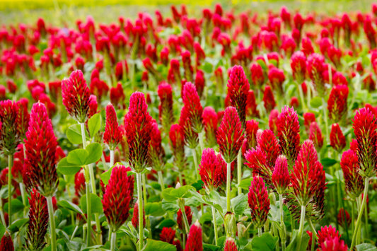 Crimson Clover Trifolium Incarnatum Carnation, French, Or Italian Clover Flower Seeds heirloom non-gmo organic garden seeds