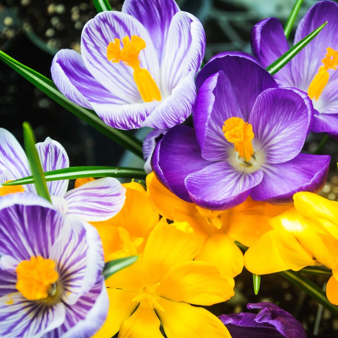 Mixed Crocus Flower seeds for Planting - Compact Growth, Heirloom & GMO Free Seeds for Home Garden