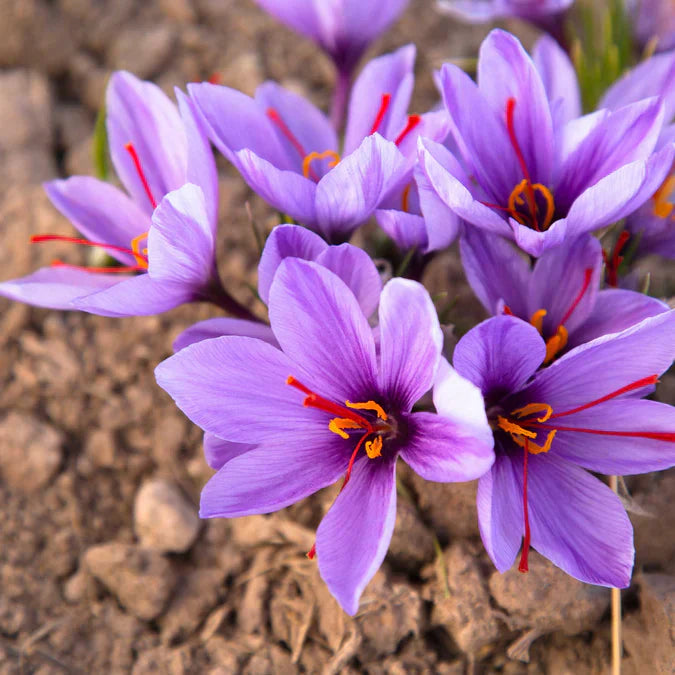 Crocus Saffron Plant Seeds  Easy Growing Flowering Plant