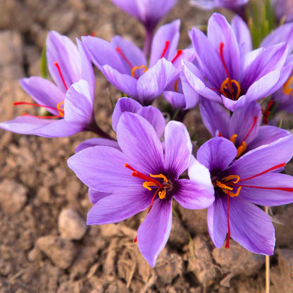 Crocus Saffron Plant Seeds  Easy Growing Flowering Plant