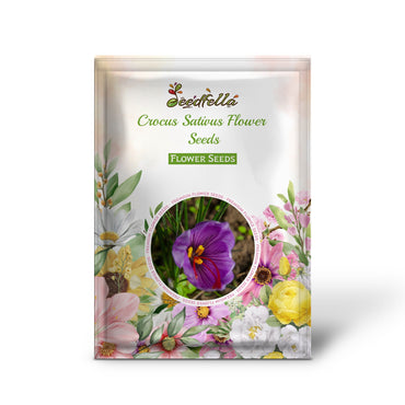 Crocus Sativus Flower Seeds for Easy Planting  Purple Blooms