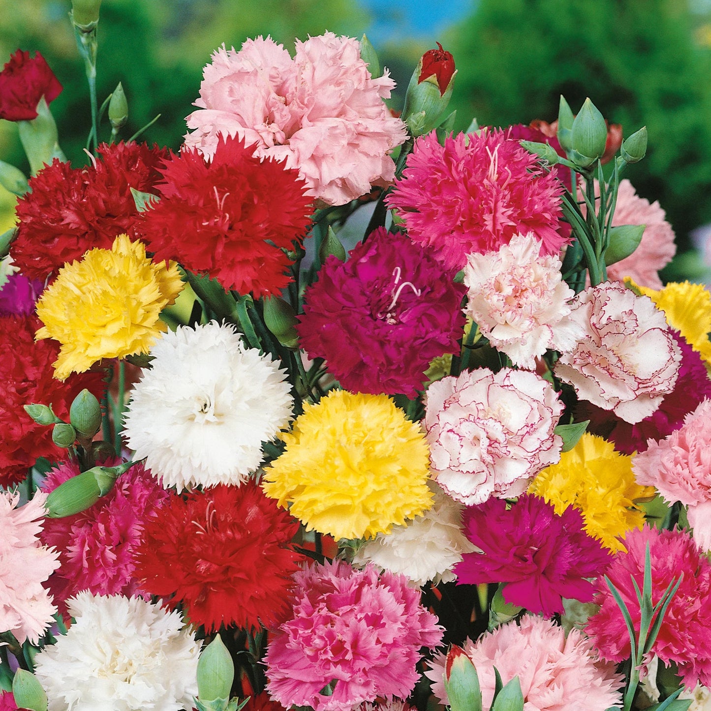 Semillas de flores de clavel