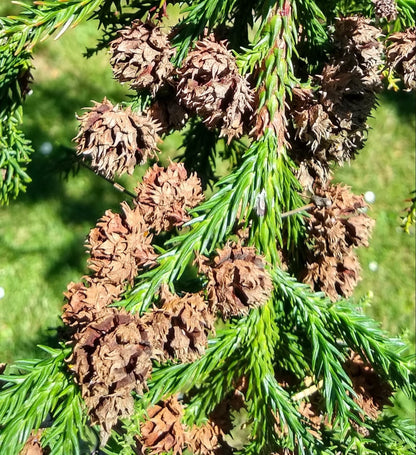 Cryptomeria Japonica (Japanese Cedar) Tree Seeds for Planting – Heirloom, Non-GMO, Drought-Tolerant