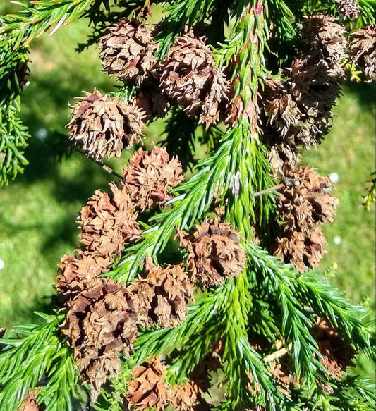 Cryptomeria Japonica (Japanese Cedar) Tree Seeds for Planting – Heirloom, Non-GMO, Drought-Tolerant