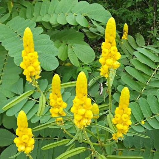 Cassia Alata Flower Seeds