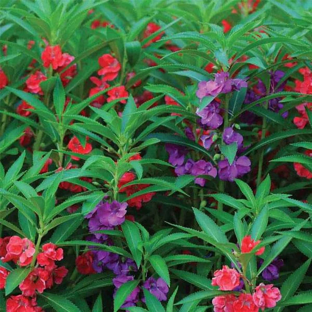 Impatiens Balsam Flower Seeds