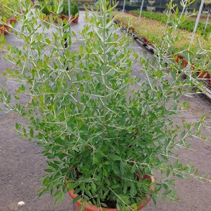 Henna Herb Seeds