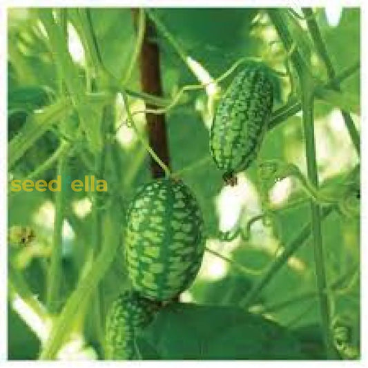 Cucamelon Seeds For Easy Planting: Grow Refreshing Fruits heirloom non-gmo organic garden seeds
