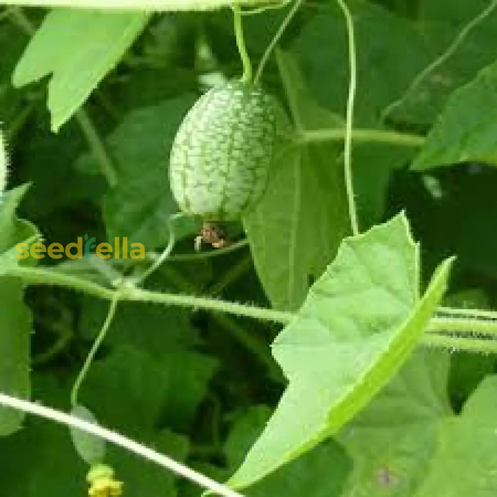 Cucamelon Seeds for Easy Planting: Grow Refreshing Fruits