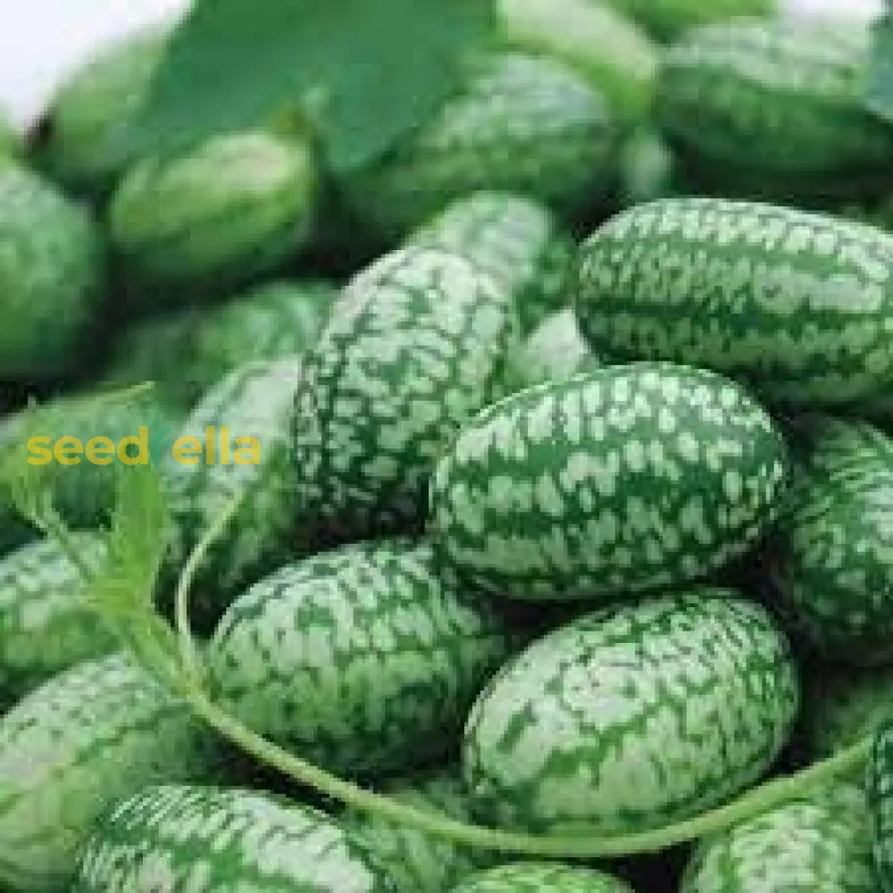 Cucamelon Seeds for Easy Planting: Grow Refreshing Fruits