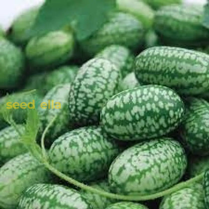 Cucamelon Seeds for Easy Planting: Grow Refreshing Fruits