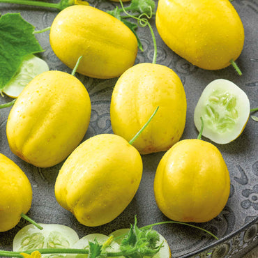 Semillas de pepino limón – redondas y refrescantes heredadas
