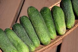 National Pickling Cucumber (Cucumis sativus) Seeds