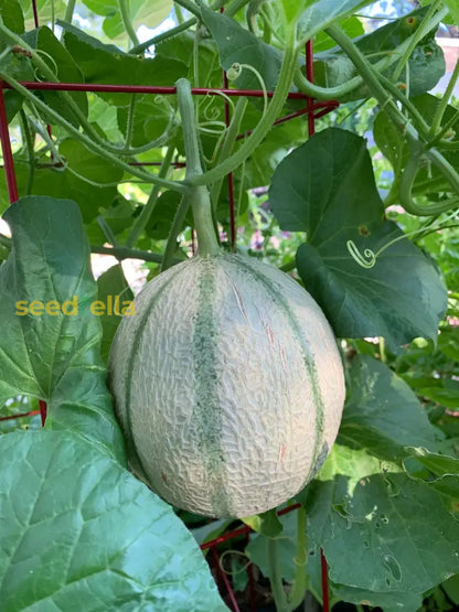 Charentais Melon Seeds for Planting
