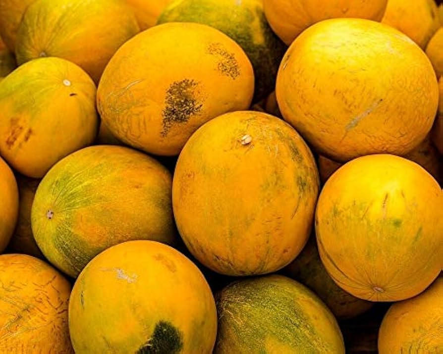 Kolkhoznitsa Melon (Cucumis Melo) Russian Fruit Seeds