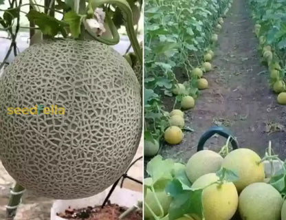 Brown Muskmelon Seeds for Planting