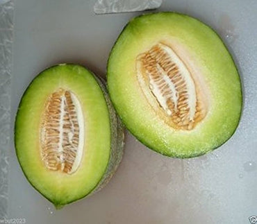 Krötenhaut-Melonensamen