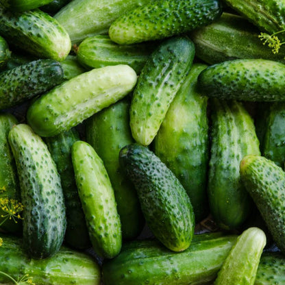 National Pickling Cucumber (Cucumis sativus) Seeds