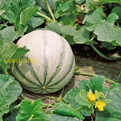 Charentais Melon Seeds for Planting - Sweet and Aromatic Summer Fruit