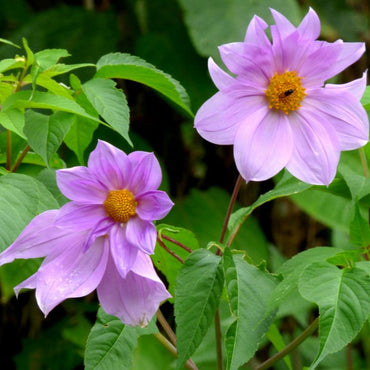 Dahlia Imperialis Flower Seeds