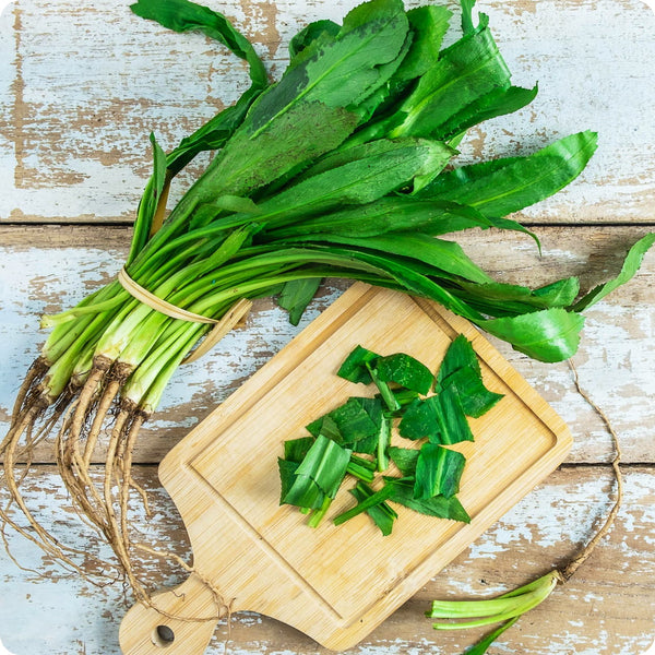 Culantro Eryngium Foetidum Seeds heirloom non-gmo organic garden seeds