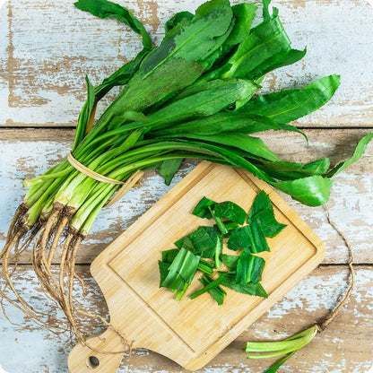 Culantro Eryngium Foetidum Seeds heirloom non-gmo organic garden seeds