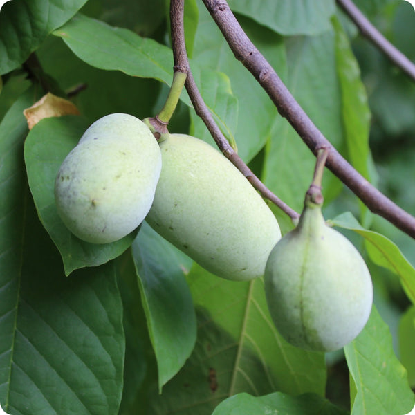 Cultivated Improved Pawpaw Asimina Triloba Seeds heirloom non-gmo organic garden seeds