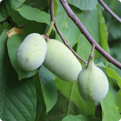 Cultivated Improved Pawpaw Asimina Triloba Seeds heirloom non-gmo organic garden seeds