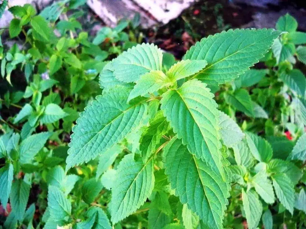 Elsholtzia Ciliata Herb Seeds