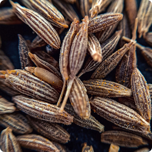 Cumin Seeds Cuminum Cyminum heirloom non-gmo organic garden seeds