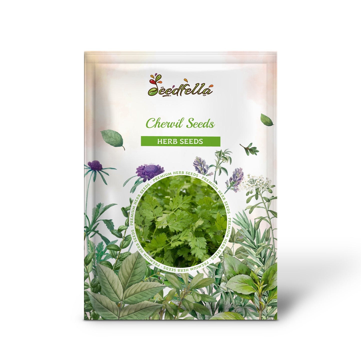 Chervil Seeds - Curled Chervil (Anthriscus cerefolium)