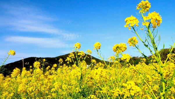 Southern Giant Curled Mustard (Ostrich Plume Brassica Juncea) Vegetable Herb Seeds