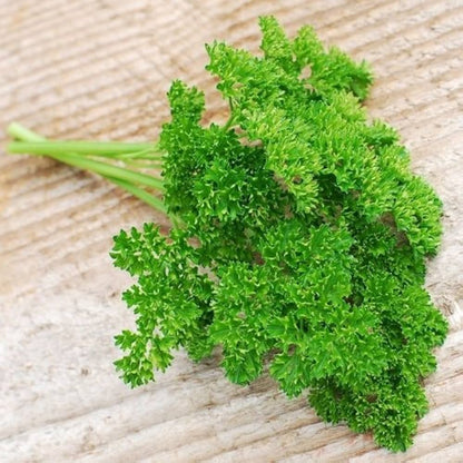 Moss Curled Parsley (Petroselinum crispum) Herb Vegetable Flower Seeds