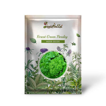 Forest Green Parsley (Petroselinum crispum Double Triple Curl) Vegetable Seeds