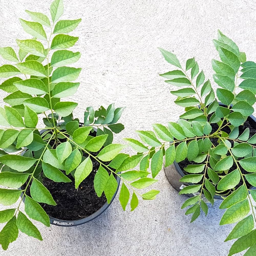 Curry Leaf Murraya Koenigii Plant Seeds heirloom non-gmo organic garden seeds
