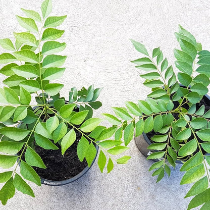 Curry Leaf Murraya Koenigii Plant Seeds heirloom non-gmo organic garden seeds
