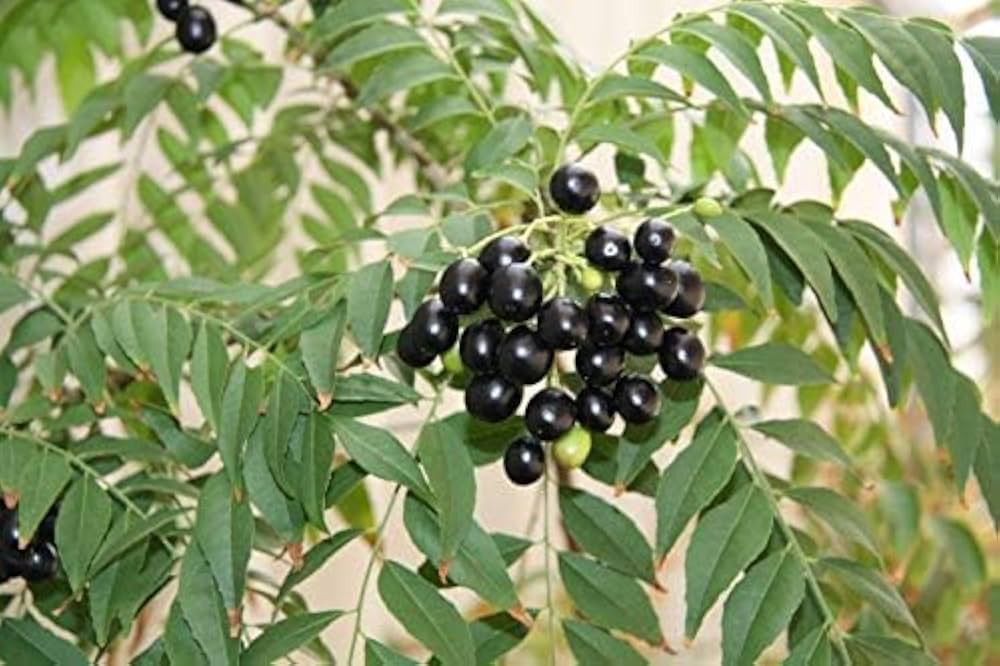 Curry Leaf Murraya Koenigii Plant Seeds