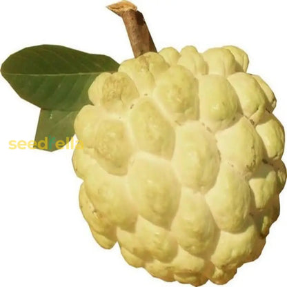 Green Custard Apple Fruit Seeds for Planting Premium Quality for Home Gardens