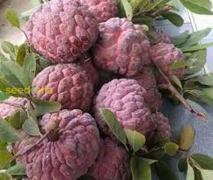 Red Custard Apple Tree Seeds for Planting Grow Your Own Delicious Fruit