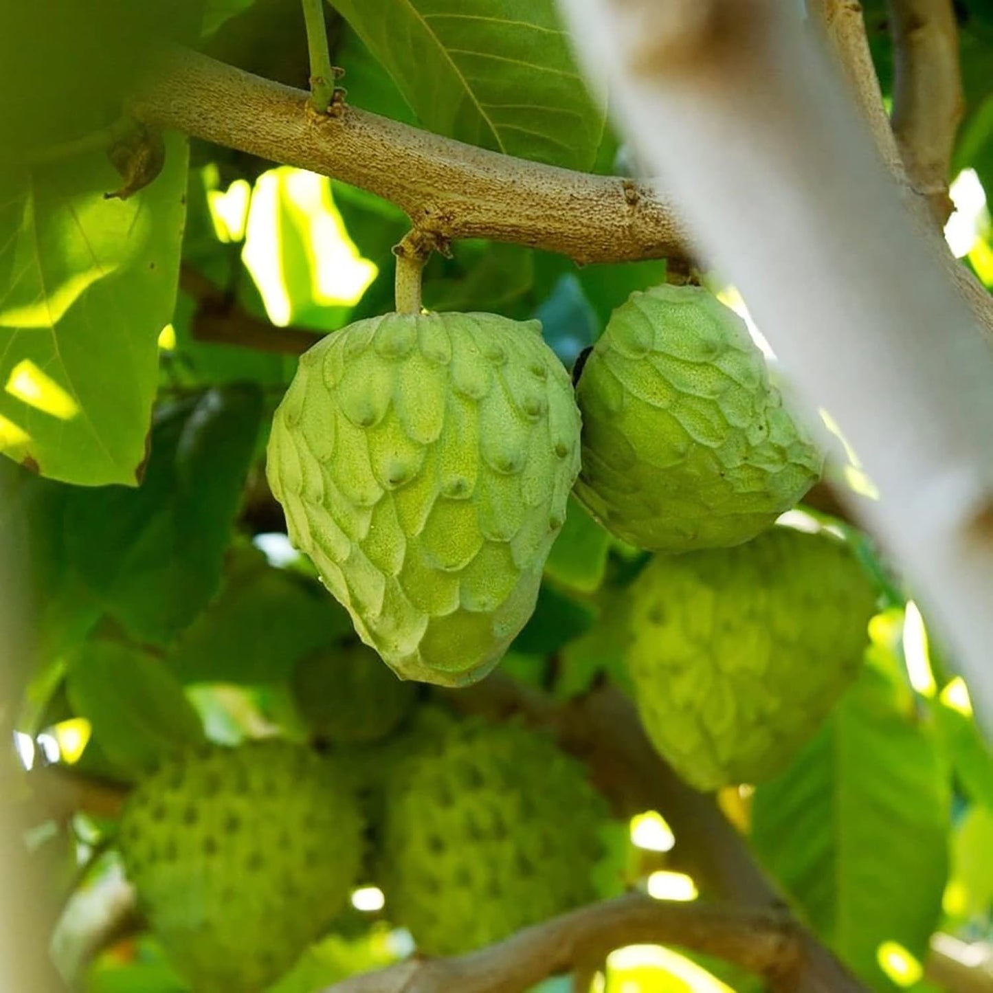 Custard Apple Seeds for Planting - Cherimoya Seeds - Non-GMO Tropical Fruit Tree Seeds for Home Garden and Bonsai