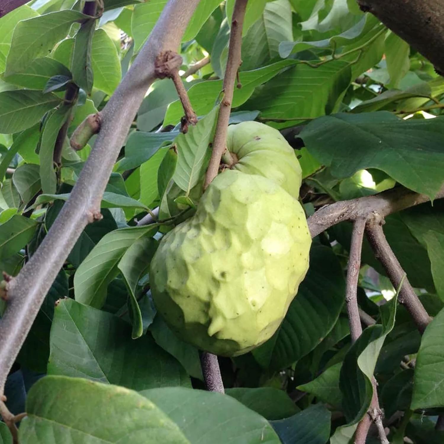 Custard Apple Seeds For Planting Cherimoya Seeds Non Gmo Tropical Fruit Tree Seeds For Home Garden And Bonsai heirloom non-gmo organic garden seeds