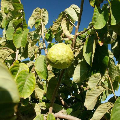 Custard Apple Seeds for Planting - Cherimoya Seeds - Non-GMO Tropical Fruit Tree Seeds for Home Garden and Bonsai