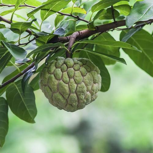 Sugar Apple (Sweetsop / Custard Apple) Annona squamosa Edible Fruit Tree Seeds