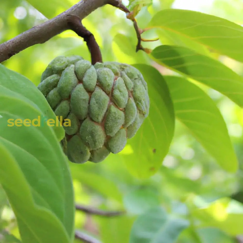 Custard Apple Seeds For Home Garden Planting Sweet Tropical Fruit heirloom non-gmo organic garden seeds