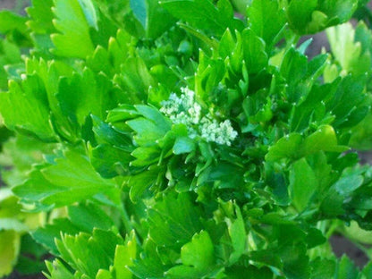 Cutting Leaf Celery Apium Graveolens European Chinese Herb Seeds heirloom non-gmo organic garden seeds