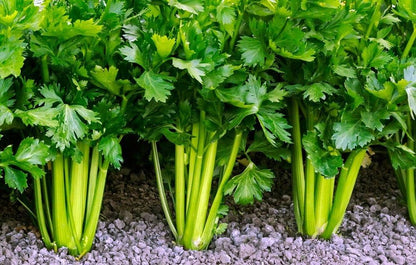 Cutting Leaf Celery (Apium graveolens) European Chinese Herb Seeds