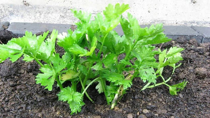 Cutting Leaf Celery (Apium graveolens) European Chinese Herb Seeds
